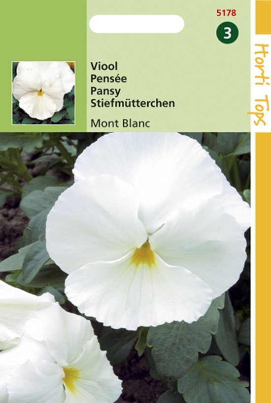 Violet, Pansy Mont Blanc (Viola wittrockiana)